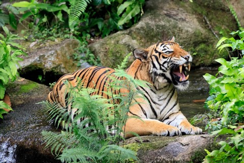 Malaysia tiger (Panthera tigris jacksoni), adult, portrait, sitting, yawning, Malaysia, Southeast