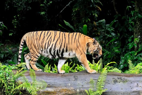 Malaysia tiger (Panthera tigris jacksoni), adult, running, stalking, vigilant, Malaysia, Southeast