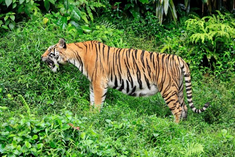 Malaysia tiger (Panthera tigris jacksoni), adult, feeding, grass, Malaysia, Southeast Asia