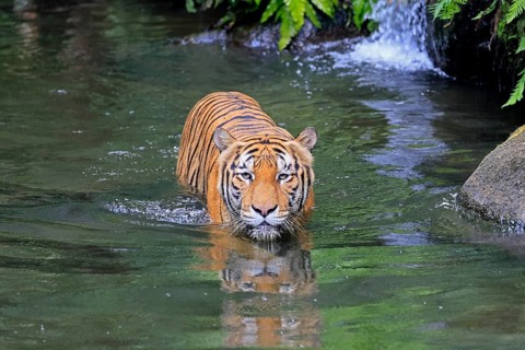 Malaysia tiger (Panthera tigris jacksoni), adult, in water, alert, Malaysia, Southeast Asia