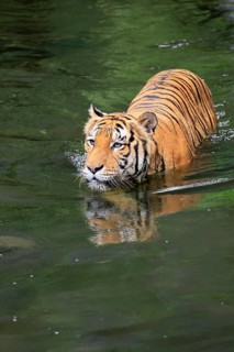 Malaysia tiger (Panthera tigris jacksoni), adult, in water, alert, Malaysia, Southeast Asia