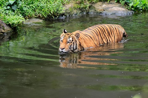 Malaysia tiger (Panthera tigris jacksoni), adult, in water, alert, Malaysia, Southeast Asia