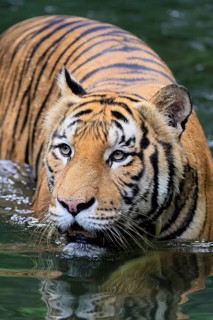 Malaysia tiger (Panthera tigris jacksoni), adult, in water, alert, Malaysia, Southeast Asia