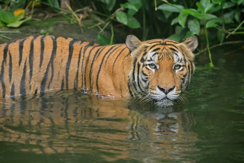 Malaysia tiger (Panthera tigris jacksoni), adult, in water, alert, Malaysia, Southeast Asia