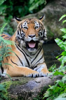 Malaysia tiger (Panthera tigris jacksoni), adult, portrait, rock, vigilant, Malaysia, Southeast