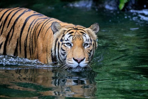 Malaysia tiger (Panthera tigris jacksoni), adult, in water, alert, Malaysia, Southeast Asia