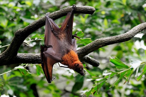 Kalong flying fox (Pteropus vampyrus), adult, in sleeping tree, during the day, alert, Singapore,