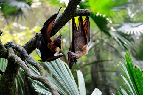 Kalong flying fox (Pteropus vampyrus), adult, two animals, in sleeping tree, during the day,