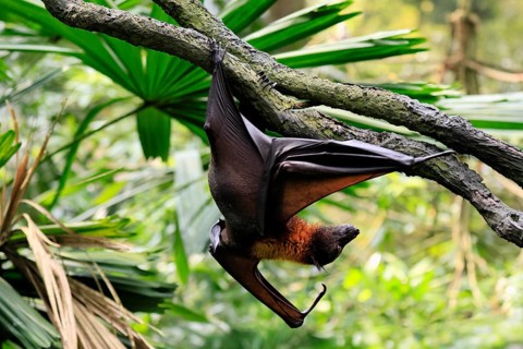 Kalong flying fox (Pteropus vampyrus), adult, climbing, in sleeping tree, during the day,