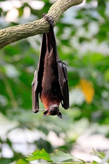 Kalong flying fox (Pteropus vampyrus), adult, resting, in sleeping tree, during the day, Singapore,