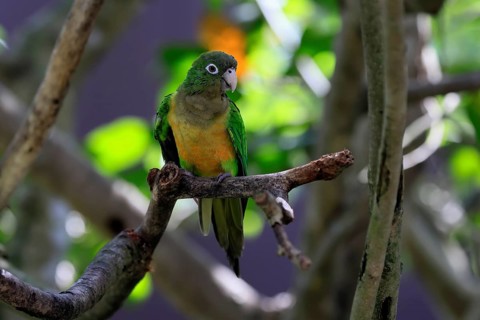 Cactus parakeet (Eupsittula cactorum), adult, on tree, alert, Brazil, South America
