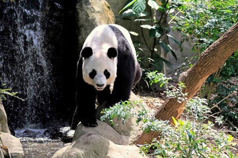 Giant Panda (Ailuropoda melanoleuca), adult, on the ground, alert, China