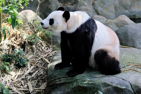 Giant Panda (Ailuropoda melanoleuca), adult, sitting, alert, on rocks, China