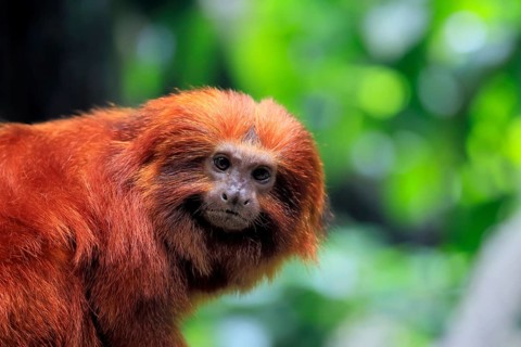Golden lion tamarin (Leontopithecus rosalia), adult, on tree, alert, Brazil, South America
