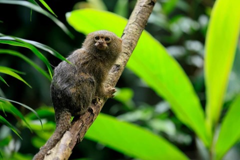 Yellow-bellied marmoset (Cebuella pygmaea), adult, on tree, alert, Amazonas, rainforest, South
