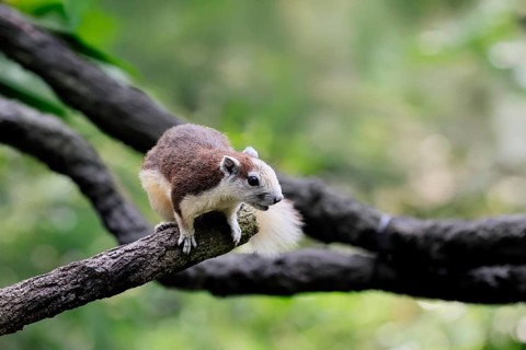 Finlayson's squirrel (Callosciurus finlaysonii), adult, on tree, foraging, Singapore, Southeast