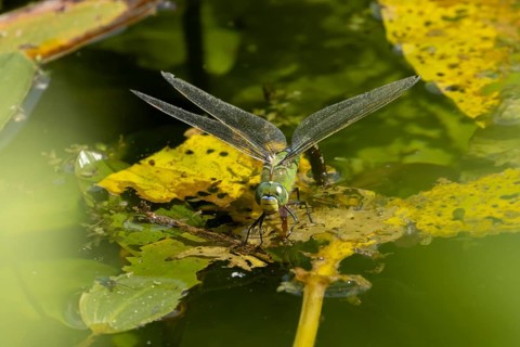 Emperor dragonfly (Anax imperator) adult female insect egg laying or ovipositioning on the water