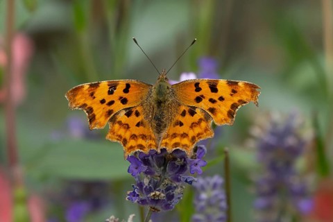 Comma butterfly (Polygonia c-album) adult insect feeding on a garden blue English lavender flowers