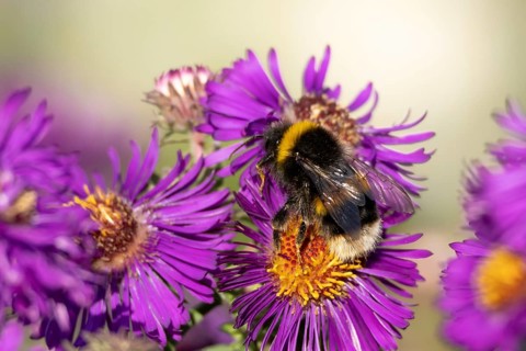 Garden bumblebee (Bombus hortorum) adult bee insect feeding on purple garden Aster plant flower in