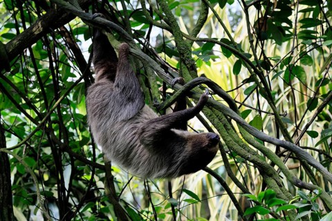 Linnaeus's two-toed sloth (Choloepus didactylus), Unau, adult, in tree, climbing, foraging,