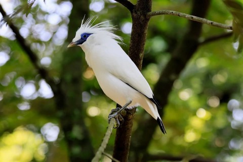 Bali mynah (Leucopsar rothschildi), Bali mynah, adult, on tree, alert, Bali, Singapore