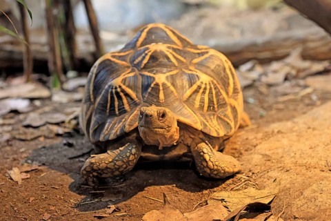 Burmese star tortoise (Geochelone platynota), adult, foraging, Myanmar, Asia, captive, Singapore
