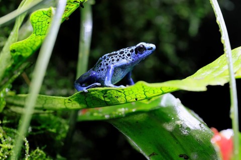 Blue poison dart frog, (Dendrobates tinctorius), adult, on leaf, alert, South America, captive