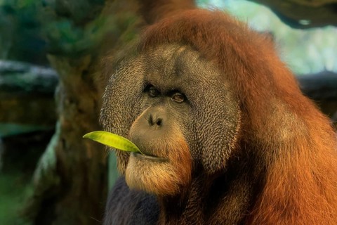 Borneo Orang Utan (Pan Paniscus), adult, male, portrait, feeding, endangered species, Borneo,