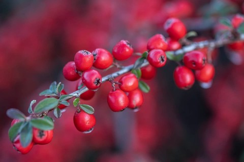 Fan-shaped cotoneaster (Cotoneaster horizontalis), Emsland, Lower Saxony, Germany