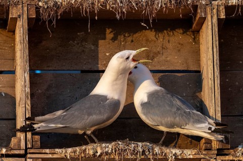 Kittiwakes (Rissa tridyctyla) nesting in an artificial nesting cliff made of old fish boxes in