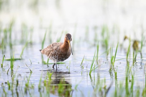 A black-tailed godwit (Limosa limosa) stands in the water between grass in a natural environment on