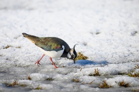 Lapwing (Vanellus vanellus) on snow-covered ground in wintry surroundings, Dümmer nature park Park,
