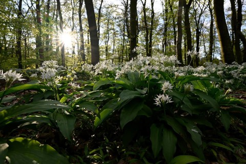 A sparkling sun shines over the wild garlic blossom (Allium ursinum) on the forest floor in a beech