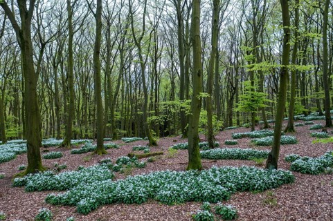 Wild garlic blossom (Allium ursinum) on the forest floor in a beech forest (Fagus sylvatica) in the