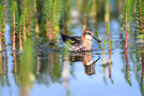 An Odin's chicken (Phalaropus lobatus) swimming among green plants in the water, in a quiet natural