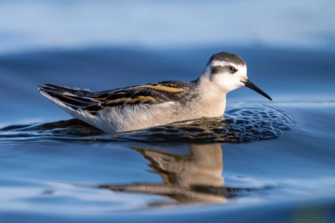 A freshly moulted Odin's chicken (Phalaropus lobatus) swims in the water and chases hatching