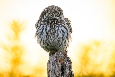 Little owl (Athene noctua) with fluffed up plumage in the evening on an old willow pole with a