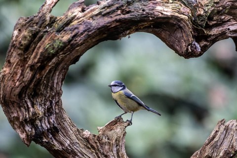 Blue tit (Parus caerulea), Emsland, Lower Saxony, Germany