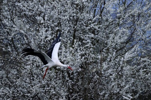 A white stork (Ciconia ciconia) flies in front of a background of flowering white shrubs, Dümmer