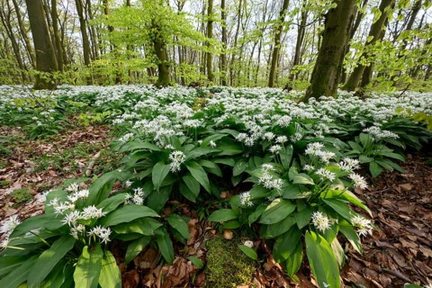 Wild garlic blossom (Allium ursinum) on the forest floor in a beech forest (Fagus sylvatica) in the