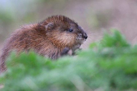 A muskrat (Ondatra zibethicus) in portrait looks attentively at its surroundings, surrounded by