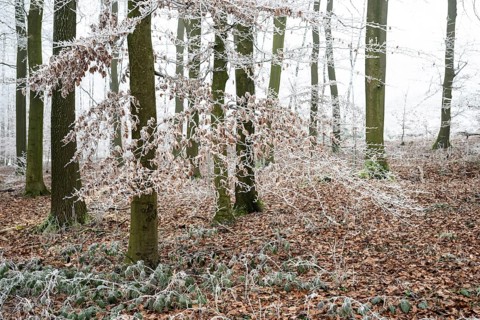 Snow-covered beech forest (Fagus sylvatica) on the Hermannsweg, Terra Vita nature park Park, Dissen
