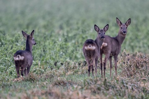 Roe deer (Capreolus capreolus), Emsland, Lower Saxony, Germany