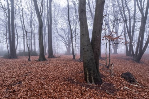 Beech forest (Fagus sylvatica) in the fog, Emsland, Lower Saxony, Germany