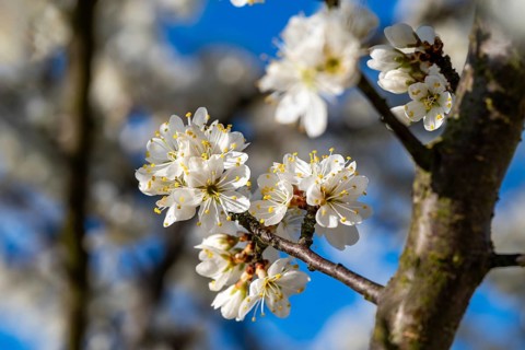 Close-up of the branches of a cherry tree (Prunus avium) with white blossoms during fruit tree