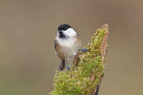 Willow Tit (Parus montanus), Willow Tit (Parus montanus) sitting on a branch overgrown with moss,
