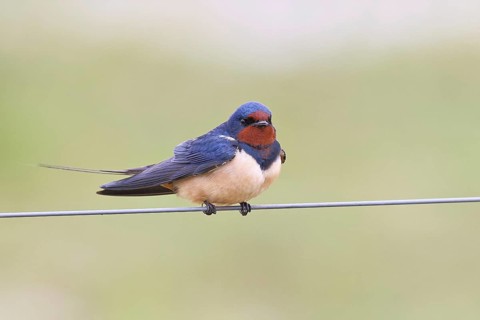 Barn Swallow (Hirundo rustica) sitting on a pasture fence, wildlife, animals, birds, swallows,
