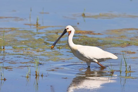 Spoonbill (Platalea leucorodia), adult bird striding through shallow water, adult bird in