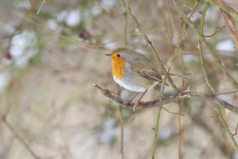 Robin (Erithacus rubecula), on a twig in the branches of a dog rose (Rosa canina), Wilnsdorf, North