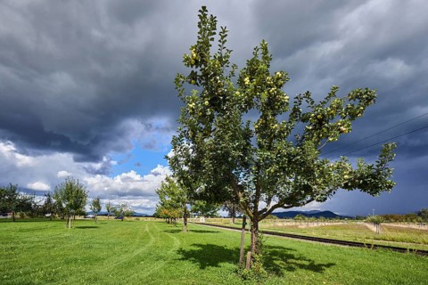 Cultivated apple (Malus domestica), Kohlenbacher apple, fruit, fruit tree, newly planted meadow